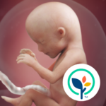 Pregnancy App & Baby Tracker icon